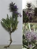 چای کوهی